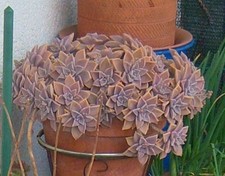 2 GRAPTOPETALUM PARAGUAYENSE SP.BOTANICA TALEE NO RADICI 2 ROSETTE SENZA RADICI