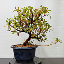 Bonsai di Azalea giapponese n3