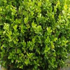 Pianta buxus faulkner in - faulkner,