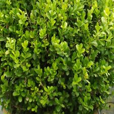 Pianta di Buxus Faulkner in