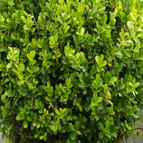 Pianta buxus faulkner in - pianta, di