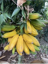 Banano cavendish - 🍌,