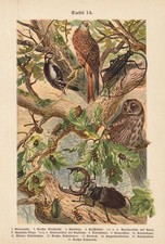 Uccello Picchio Variopinto