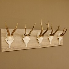5 Pezzi Corna Cervo Su Moderno