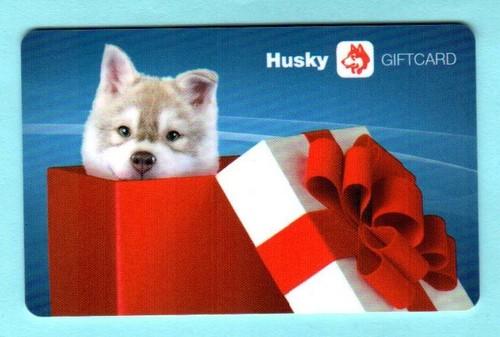 Husky cucciolo - (canada),