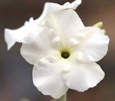 Pachypodium eburneum SEEDS -