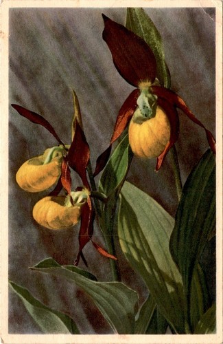 Cartolina cypripedium - cartolina,