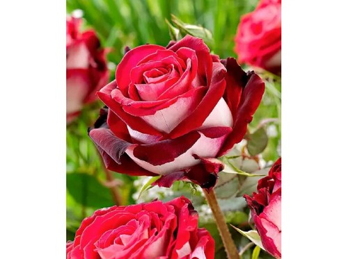 Semi rosa osiria - semi, di
