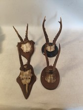 Corna Di Capriolo Trofeo