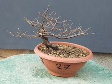 Bonsai Olmo Campestre In Vaso
