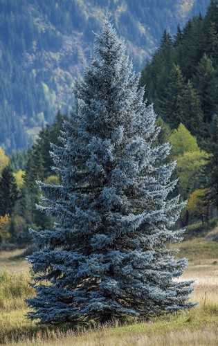 Abete blu picea - pungens,