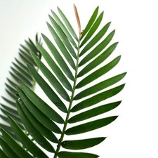 Encephalartos lebomboensis -