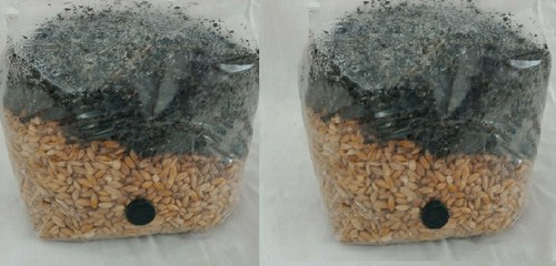Sacchetti per coltivazione - sacchetti,