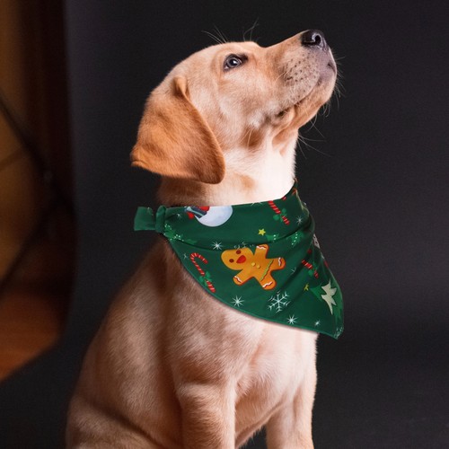 Pcs accessori per cani - 2,