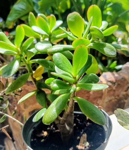 Albero giada vaso - da, cm