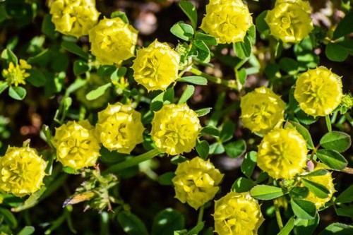 Fifoglio trifolium campestre - -,
