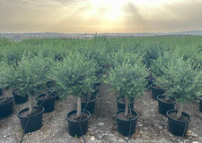 Ulivo olivo "Olea europea"