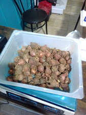 Lampascioni Confezioni