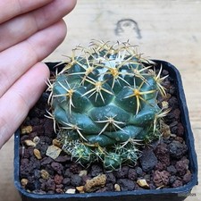 Coryphantha elephantidens Vaso 7 cm Cod.2708-5