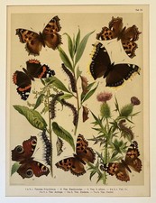 FARFALLE CROMOLITOGRAFIA