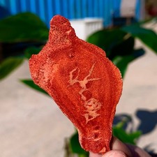 Campioni minerali marini 11G