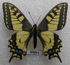 Papilio machaon lapponica 1 m