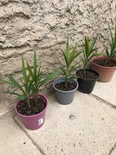 Piante di yucca elephantises