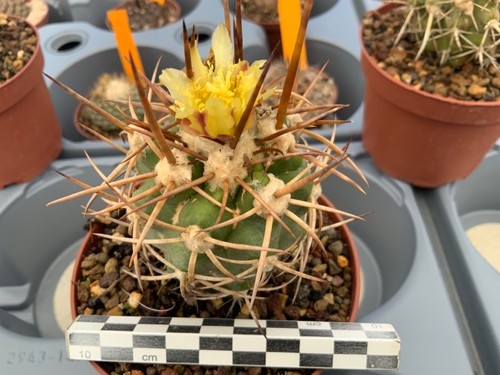 481 copiapoa alticostata - copiapoa,