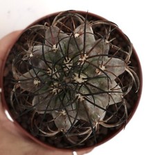 Copiapoa griseoviolacea Y10 no cinerea columna-alba