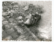 Pit Bull Dog Puppy Animal