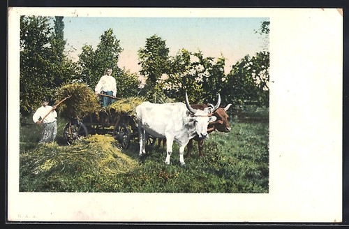 Cartolina heuernte con - cartolina, buoi