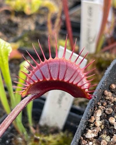 Dionea muscipula all red - dionea,