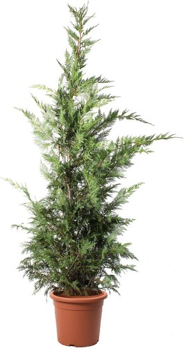 Cupressocyparis leylandii - cupressocyparis,
