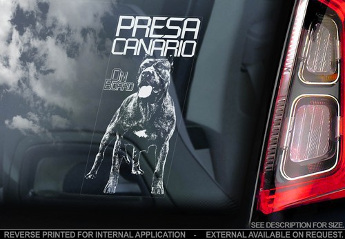 Presa canario dog - presa, window