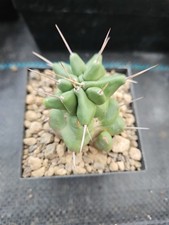 Echinocereus triglochidiatus