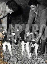 Foto vintage Svizzera, Uomini con vitellini, stampa 18x12 cm