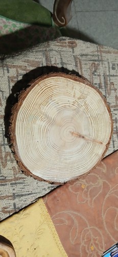 Fetta tronco legno - tronco, in