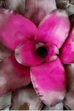 Bambola Voodoo Neoregelia