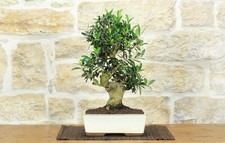 Bonsai di Olivo (184)