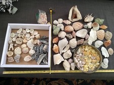 Conchiglie miste assortite