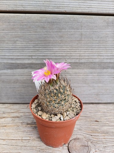 Turbinicarpus gymnocactus - turbinicarpus, /
