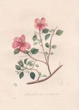 Melastoma decumbens litografia - decumbens,