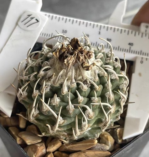 Turbinicarpus schmiedickeanus - turbinicarpus,
