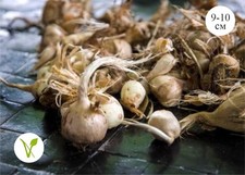 Bulbo zafferano premium - bulbo, di