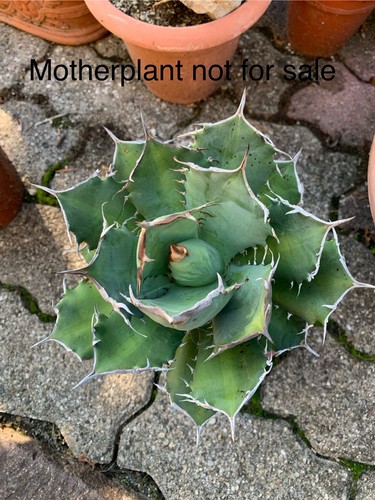 Agave titanota var caesar - agave,