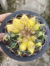 Pianta succulenta Discocactus ferricola coltivazione di semi variegati WYSIWYG 3#