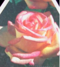 Grace kelly everblooming - kelly,