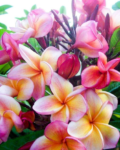 Plumeria jackie vaso - 20, cm