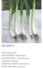 SEMI SEMENTI BUNCHING ONION 3100 F1 125.000 Semi