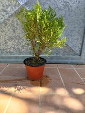 pianta Thuja Occidentalis h 25